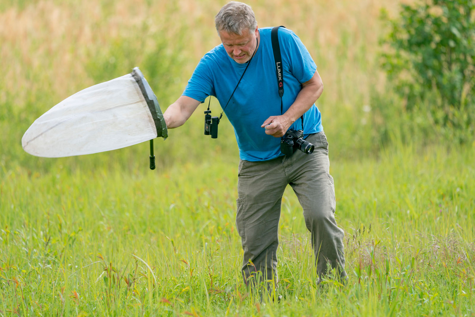 A man in a blue T-shirt is catching insects with a net in a meadow while wearing a camera.