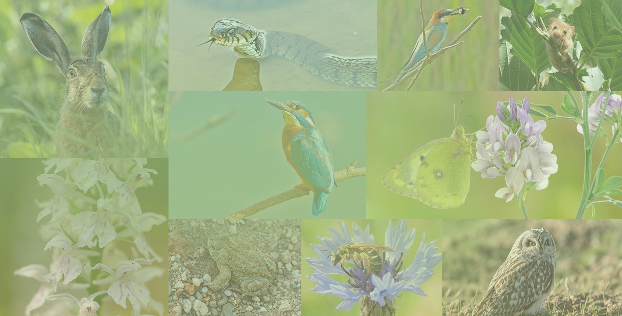 A collage of various animals and plants, including a hare, a snake, a kingfisher, and a flower.