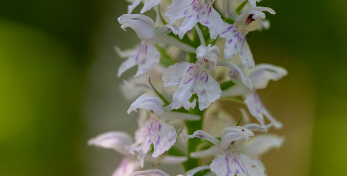 A dense cluster of white orchids with pink striping on the petals, set against a blurred green background.