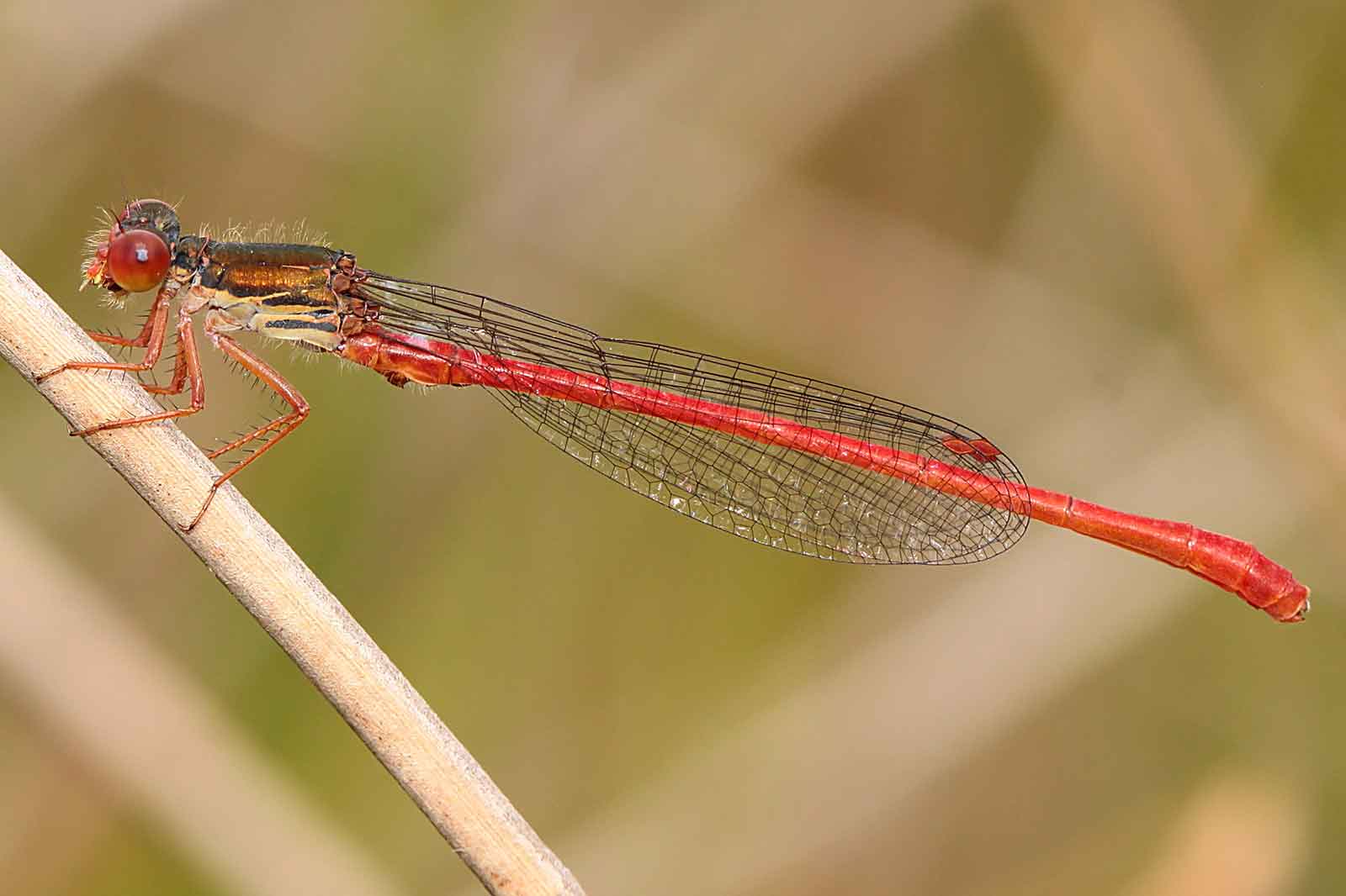 Eine Nahaufnahme einer roten Libelle, die auf einem dünnen Ast vor einem verschwommenen grünen Hintergrund sitzt.