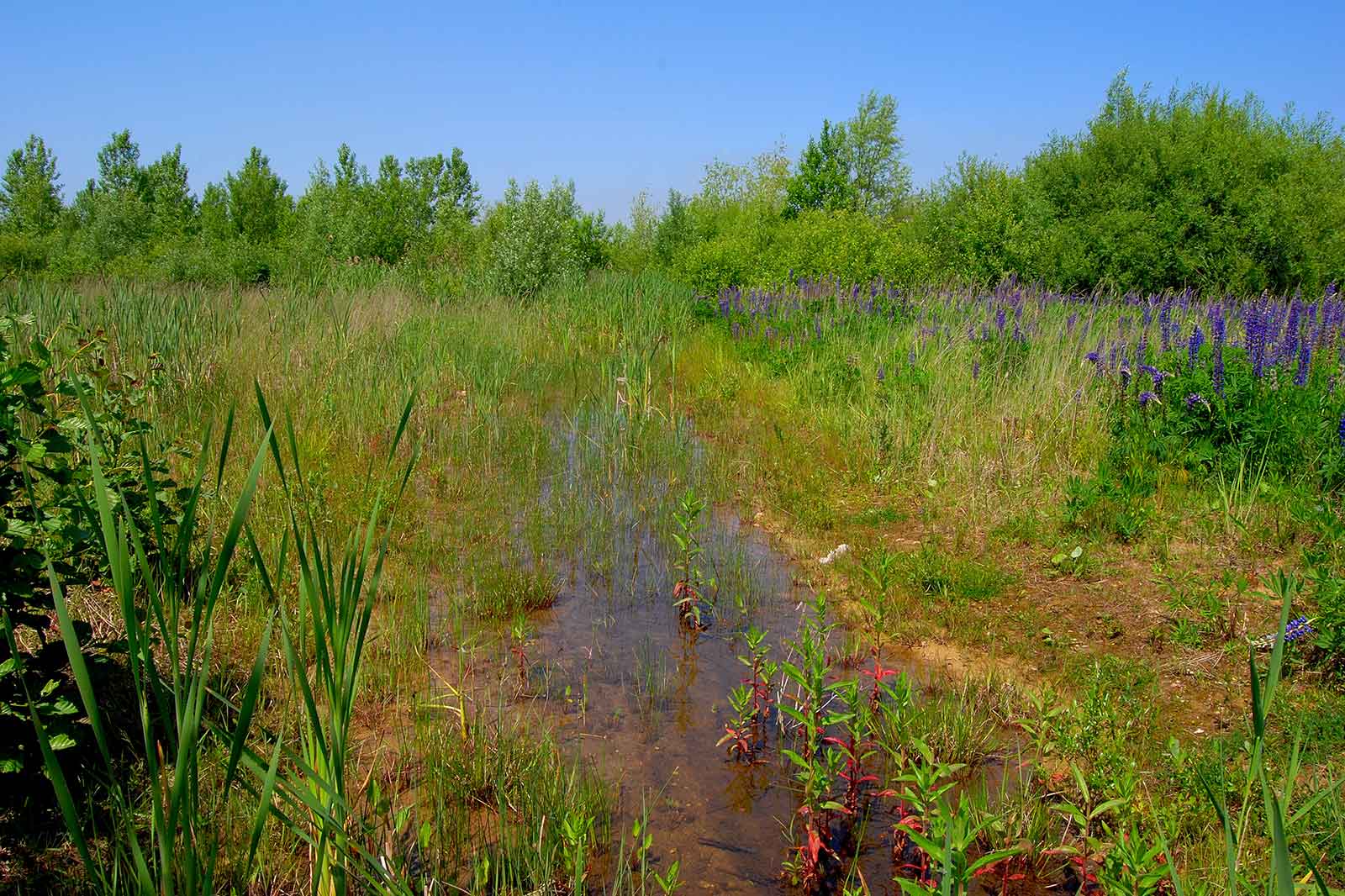 Eine ruhige Feuchtlandschaft mit üppigen grünen Gräsern, einem kleinen Bach und blühenden lila Blumen unter einem klaren blauen Himmel.