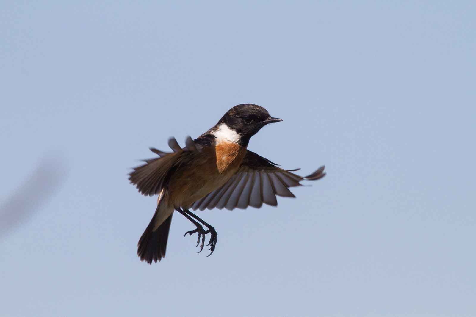 Ein kleiner Vogel mit schwarzem Kopf und orangefarbigem Brustgefieder fliegt vor einem klaren blauen Himmel.